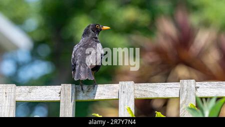 Oiseau noir commun (Turdus merula) perché sur une clôture dans un petit jardin urbain à Brighton , Angleterre , Royaume-Uni Banque D'Images