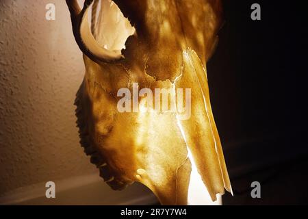 Immense crâne de taureau transformé en lampe Banque D'Images