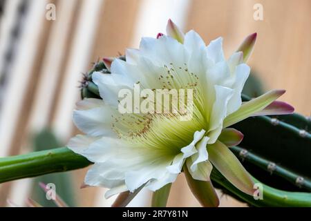 Cactus péruviens de pomme ou cactus de haie ou Cereus hildmannianus en pleine fleur de gros plan. Israël Banque D'Images