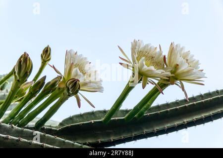 Cactus péruviens de pomme ou cactus de haie ou Cereus hildmannianus en pleine fleur de gros plan. Israël Banque D'Images