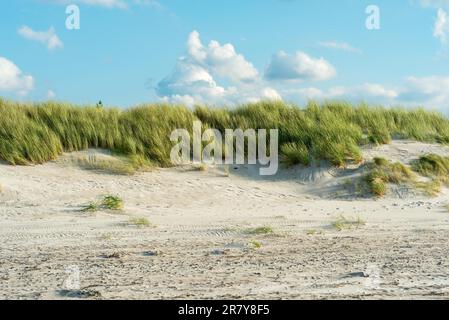 Pelouse de plage dans le sable à la plage dans le nord-est de la région allemande de poissons terres situées dans l'état fédéral Mecklembourg Vorpommern. Un beau Banque D'Images