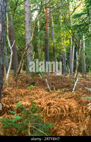 Zone de conservation de la nature Ribnitzer Big bog dans l'état fédéral Mecklembourg Vorpommern, est une zone protégée très ancienne dans le nord-est de l'Allemagne directe Banque D'Images