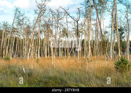 Zone de conservation de la nature Ribnitzer Big bog dans l'état fédéral Mecklembourg Vorpommern, est une zone protégée très ancienne dans le nord-est de l'Allemagne directe Banque D'Images