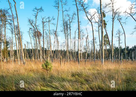 Zone de conservation de la nature Ribnitzer Big bog dans l'état fédéral Mecklembourg Vorpommern, est une zone protégée très ancienne dans le nord-est de l'Allemagne directe Banque D'Images