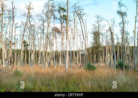 Zone de conservation de la nature Ribnitzer Big bog dans l'état fédéral Mecklembourg Vorpommern, est une zone protégée très ancienne dans le nord-est de l'Allemagne directe Banque D'Images