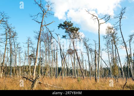 Zone de conservation de la nature Ribnitzer Big bog dans l'état fédéral Mecklembourg Vorpommern, est une zone protégée très ancienne dans le nord-est de l'Allemagne directe Banque D'Images