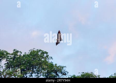 Le grand renard volant vole autour des arbres de pluie de la petite ville de Tissamaharama dans la soirée. Toute la journée, beaucoup de chauves-souris pendent dans la grande Banque D'Images