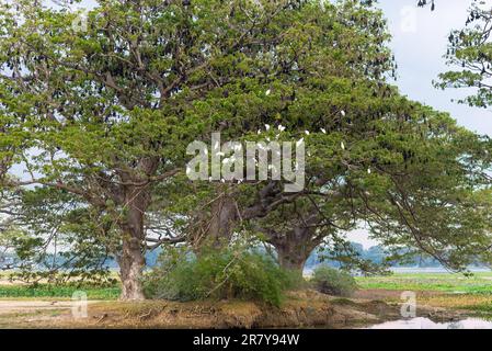 Vieux arbres de Saman à Tissamaharama au Sri Lanka. Les arbres ont été plantés par les Britanniques. Le lac, Tissa Wewa, date du 3rd siècle avant le christ Banque D'Images