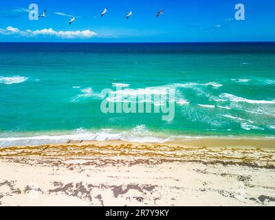 Phipps Ocean Park et ibis Isle, West Palm Beach, Floride, États-Unis Banque D'Images