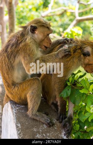 Toque macaque allogrooming dans la région du temple de la grotte de Dambulla au Sri Lanka Banque D'Images