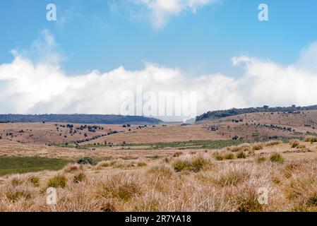 Le parc national Horton Plains est une zone protégée dans les hauts plateaux du centre du Sri Lanka et est couvert de prairies montagnardes et de forêts nuageuses Banque D'Images