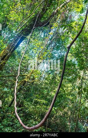 Le parc national de Khao Sok est la plus grande zone de forêt vierge dans le sud de la Thaïlande Banque D'Images