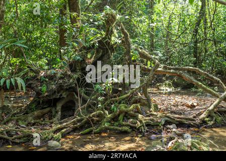 Racines d'un arbre tombé sur le chemin de la grotte Nam Talu dans la jungle du parc national Khao Sok en Thaïlande Banque D'Images