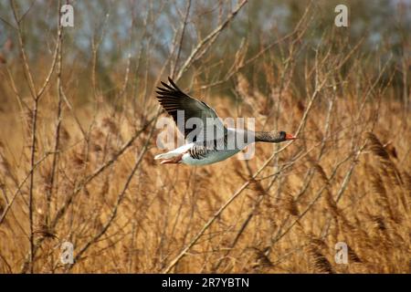 Une belle oie de graylag est en pleine ascension à travers un terrain de roseaux vibrant par une journée ensoleillée Banque D'Images