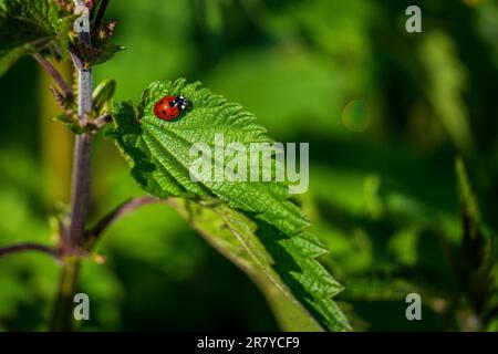 Un coccinelle sur une feuille d'ortie Banque D'Images