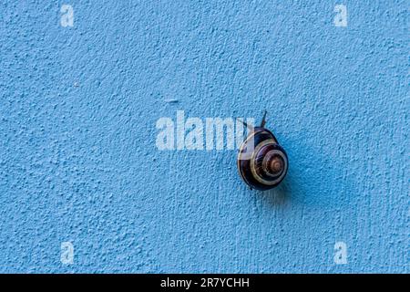 Escargot dans la mer sur le mur bleu Banque D'Images