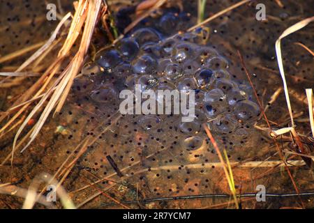 Les grenouilles à herbe commune (Rana temporaria) frayent entre les graminées dans les eaux peu profondes. Banque D'Images