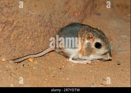 Rat kangourou de Merriam (Dipodomys merriami), rat kangourou de Merriam, rat kangourou de Merriam, rat kangourou de Merriam, rat kangourou de Merriam Banque D'Images