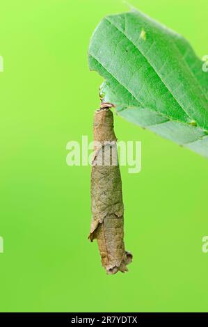 Bouleau rouleau à feuilles, rouleau à feuilles, Rhénanie-du-Nord-Westphalie, Allemagne (Deporaus betulae) Birch Leafroller Banque D'Images