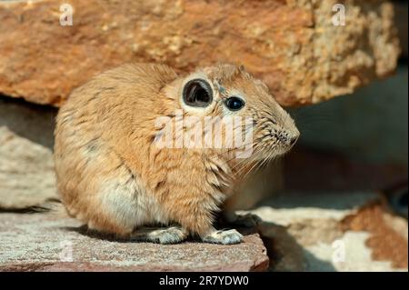 Common Gundi (Ctenodactylus gundi), North African Gundi Banque D'Images