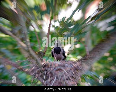 Corneille à capuchon (Corvus cornix), zoom avant avec bec ouvert. Friedenau, Berlin, Allemagne Banque D'Images