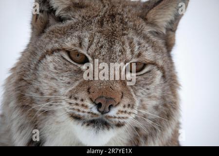 Lynxes (Lynx) (C) en hiver à Polar Park, Bardu, Norvège Banque D'Images