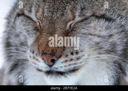 Lynxes (Lynx) (C) en hiver à Polar Park, Bardu, Norvège Banque D'Images