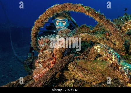 Plongeur regardant de près le scorpionfish goutte à goutte (Scorpaenopsis barbata) se cachant dans l'épave du naufrage submergé KT Mawar au large de la côte nord de Banque D'Images