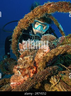 Plongeur regardant de près le scorpionfish goutte à goutte (Scorpaenopsis barbata) allongé sur l'épave du naufrage submergé KT Mawar au large de la côte nord de Banque D'Images