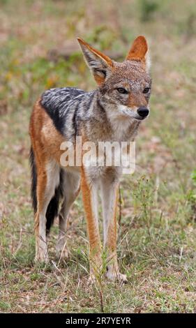 Schabrackenschakal, Jackal à dos noir (Canis mesomelas), S Banque D'Images