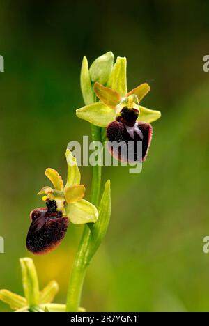 Petite araignée Ragwort (Ophrys araneola) Fleur vue rapprochée Banque D'Images