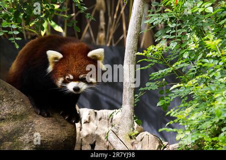 Un joli panda rouge sur la pierre dans un cadre de forêt Banque D'Images