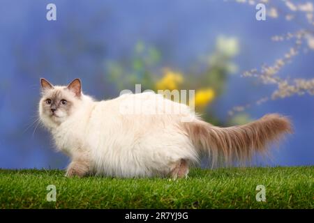 Chat de Birman, point bleu, Saint birman, latéral Banque D'Images