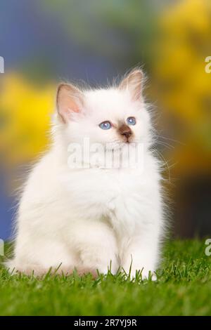 Chat sacré de Birmanie, chaton, 7 semaines, Birmanie Banque D'Images