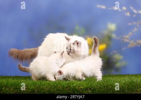 Chat de Birman, point bleu, et chaton, 7 semaines, Saint Birman Banque D'Images