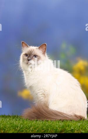 Chat de Birman, point bleu, Saint birman Banque D'Images