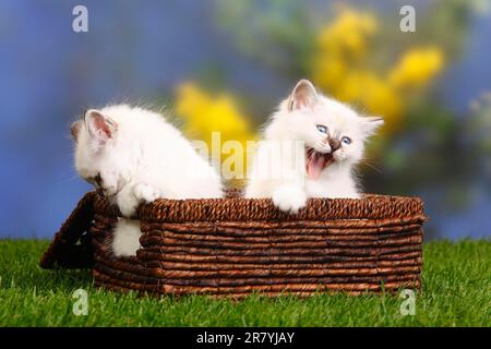 Chats sacrés de Birmanie, chatons, 7 semaines, Birmanie, Panier Banque D'Images