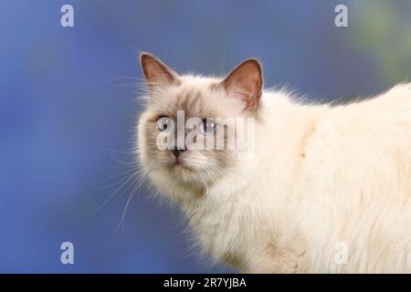 Chat de Birman, point bleu, Saint birman Banque D'Images