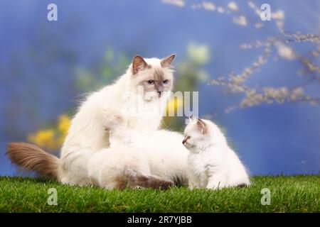 Chat de Birman, point bleu, et chaton, 7 semaines, Saint Birman Banque D'Images