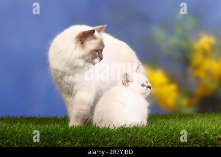 Chat de Birman, point bleu, et chaton, 7 semaines, Saint Birman Banque D'Images