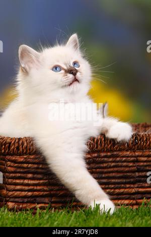 Chat sacré de Birmanie, chaton, 7 semaines, Birmanie Banque D'Images