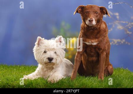 Chien mixte, 10 ans, et West Highland White Terrier, 12 ans, Westie Banque D'Images