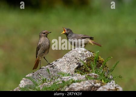 Une femelle de Black-Redstart (Phoenicurus ochruros) nourrissant un naissant. Banque D'Images