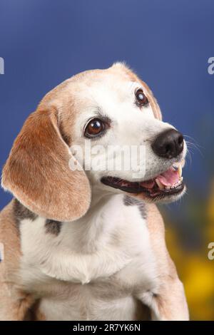 Beagle, homme, chien âgé de 10 ans Banque D'Images