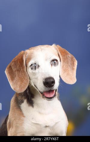 Beagle, homme, chien âgé de 10 ans Banque D'Images