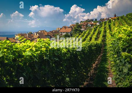 Magnifique vignoble en terrasse bien ordonné et lac Léman en arrière-plan. Plantation de vignes vertes et joli petit village sur la colline, Rivaz, canton de Vaud, SWI Banque D'Images