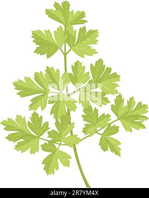 Une tige de persil avec des feuilles vertes isolées sur fond blanc. Illustration de Vecteur