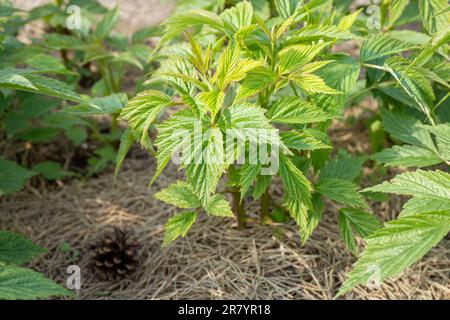 Paillis de paille de pin à aiguille longue pour jeunes arbustes à framboises au printemps. Banque D'Images