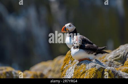 Macareux (Fratercula arctica) perchés sur une corniche avec des anguilles de sable, île de mai, Écosse, Royaume-Uni Banque D'Images