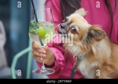 Verre de chihuahua rigolo avec cocktail. Femme assise dans un restaurant en plein air et tenant un chien de lap dans ses bras. Banque D'Images